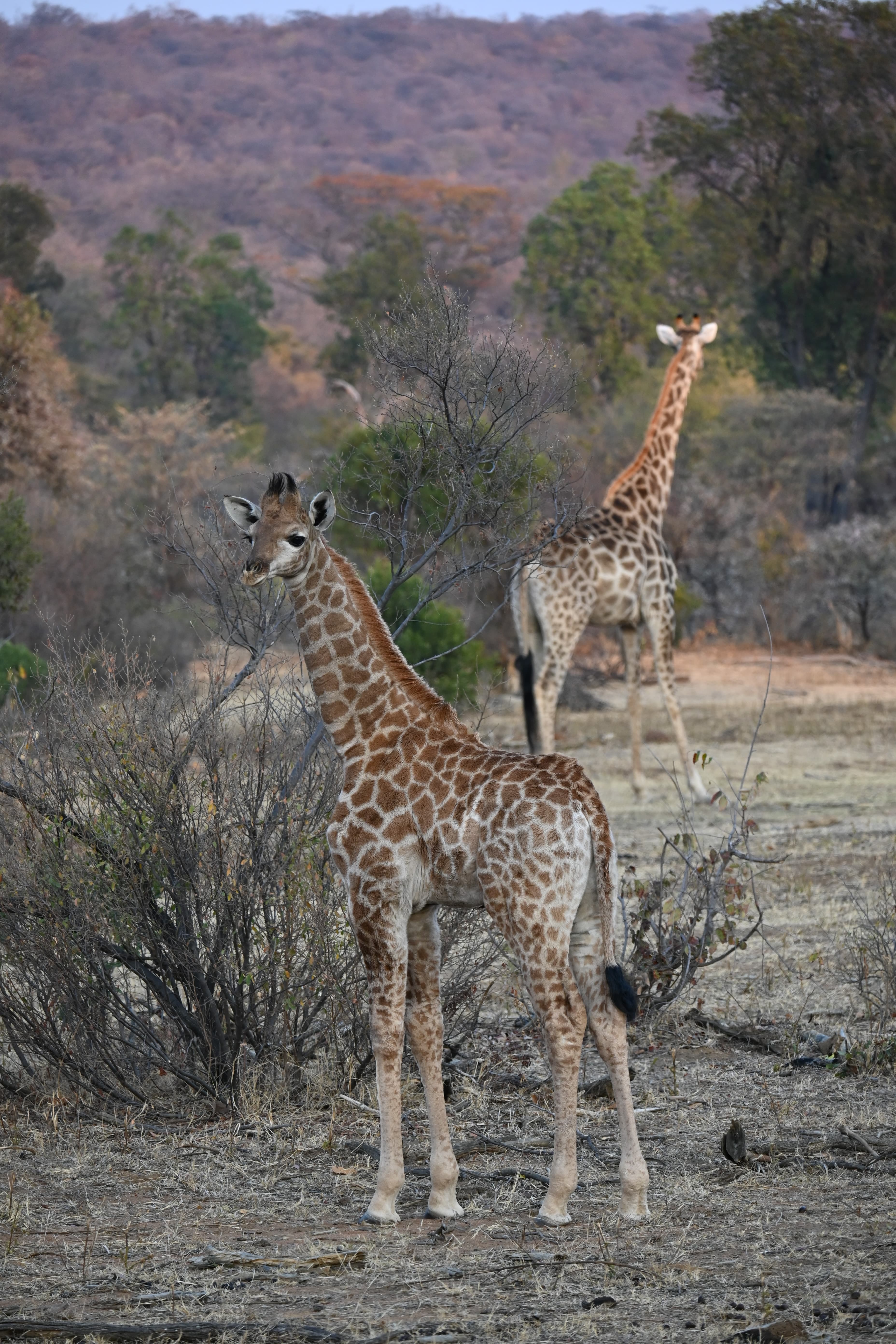 Scenes from Welgevonden Game Reserve
