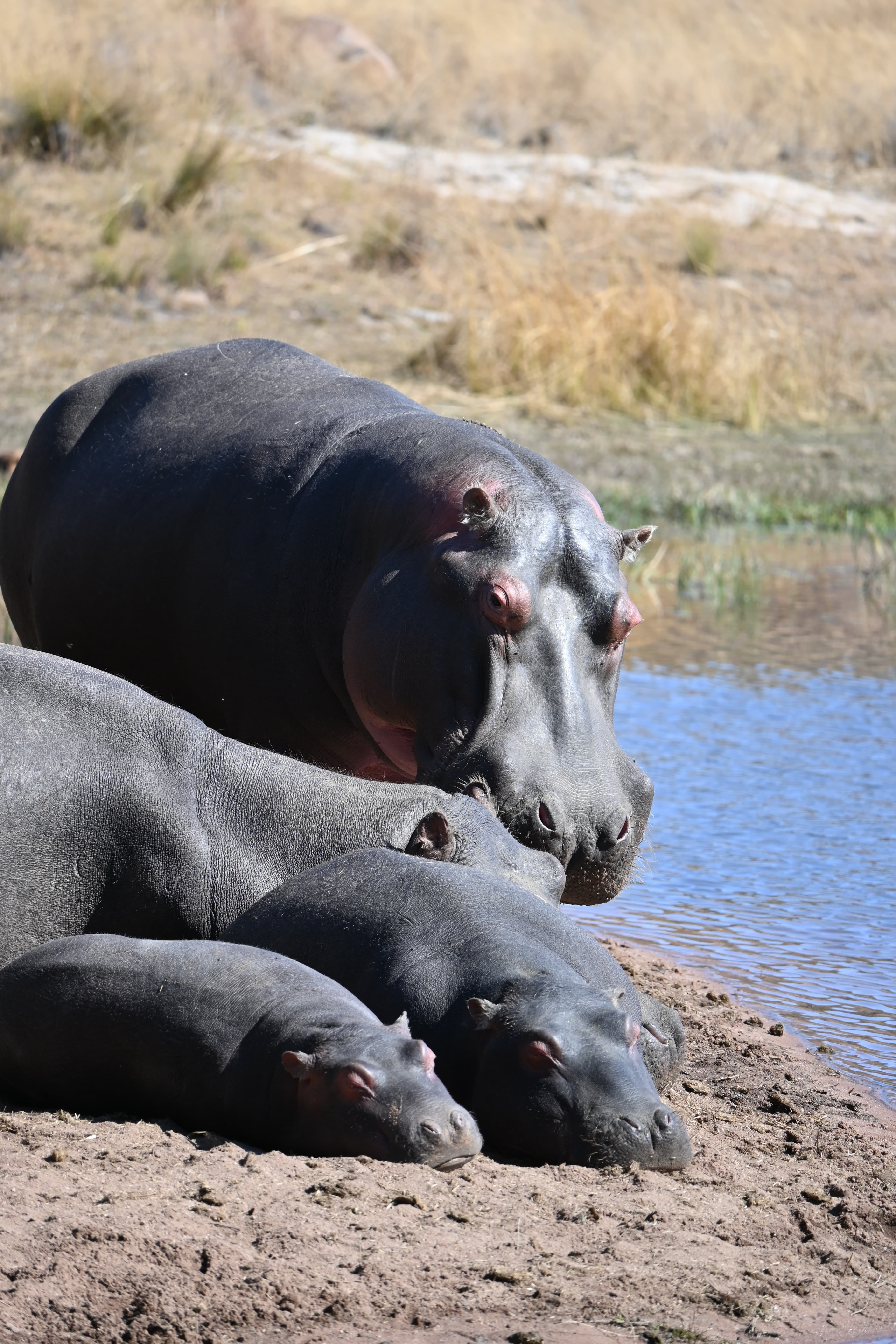 Scenes from Welgevonden Game Reserve