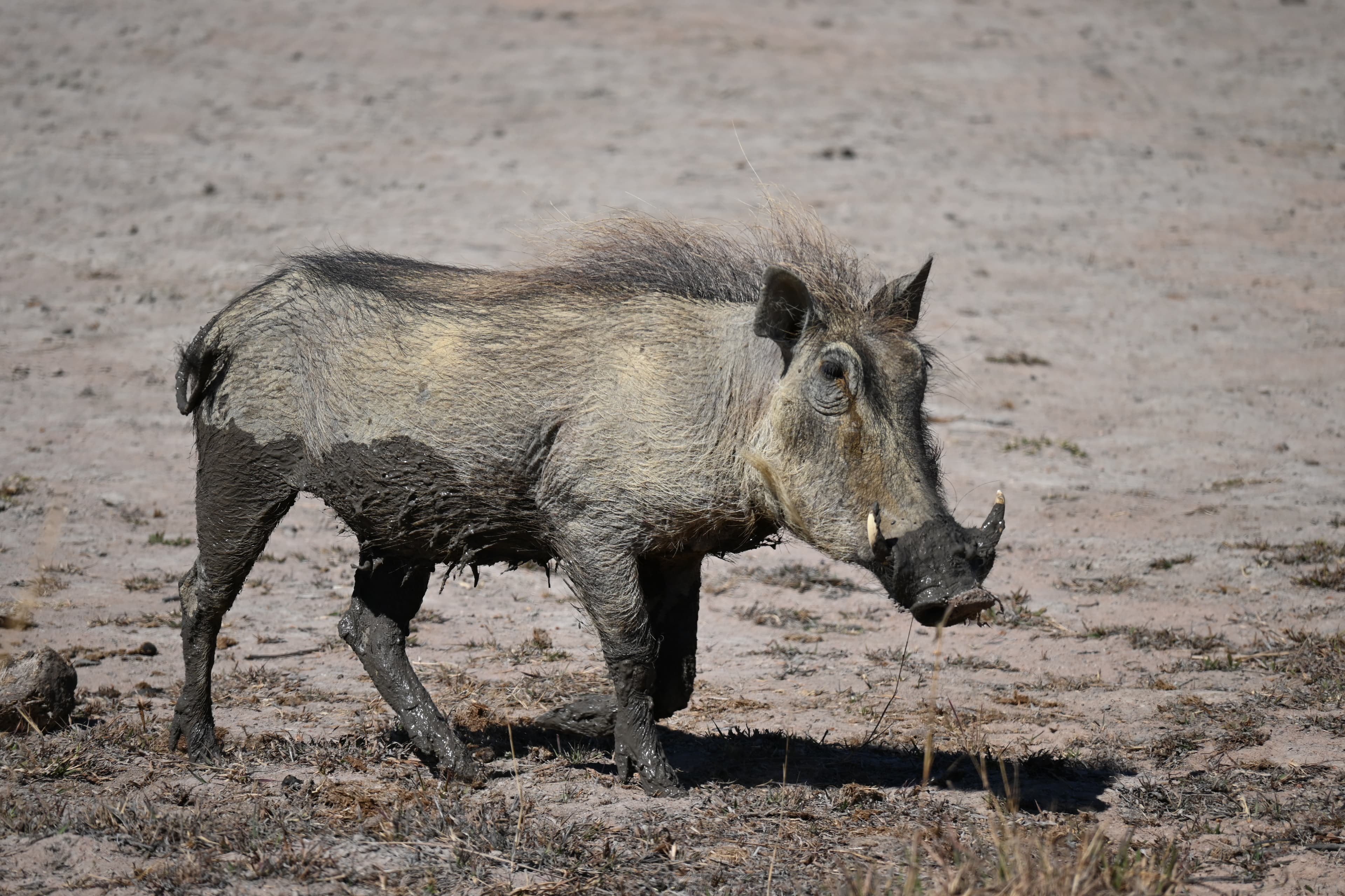 Scenes from Welgevonden Game Reserve