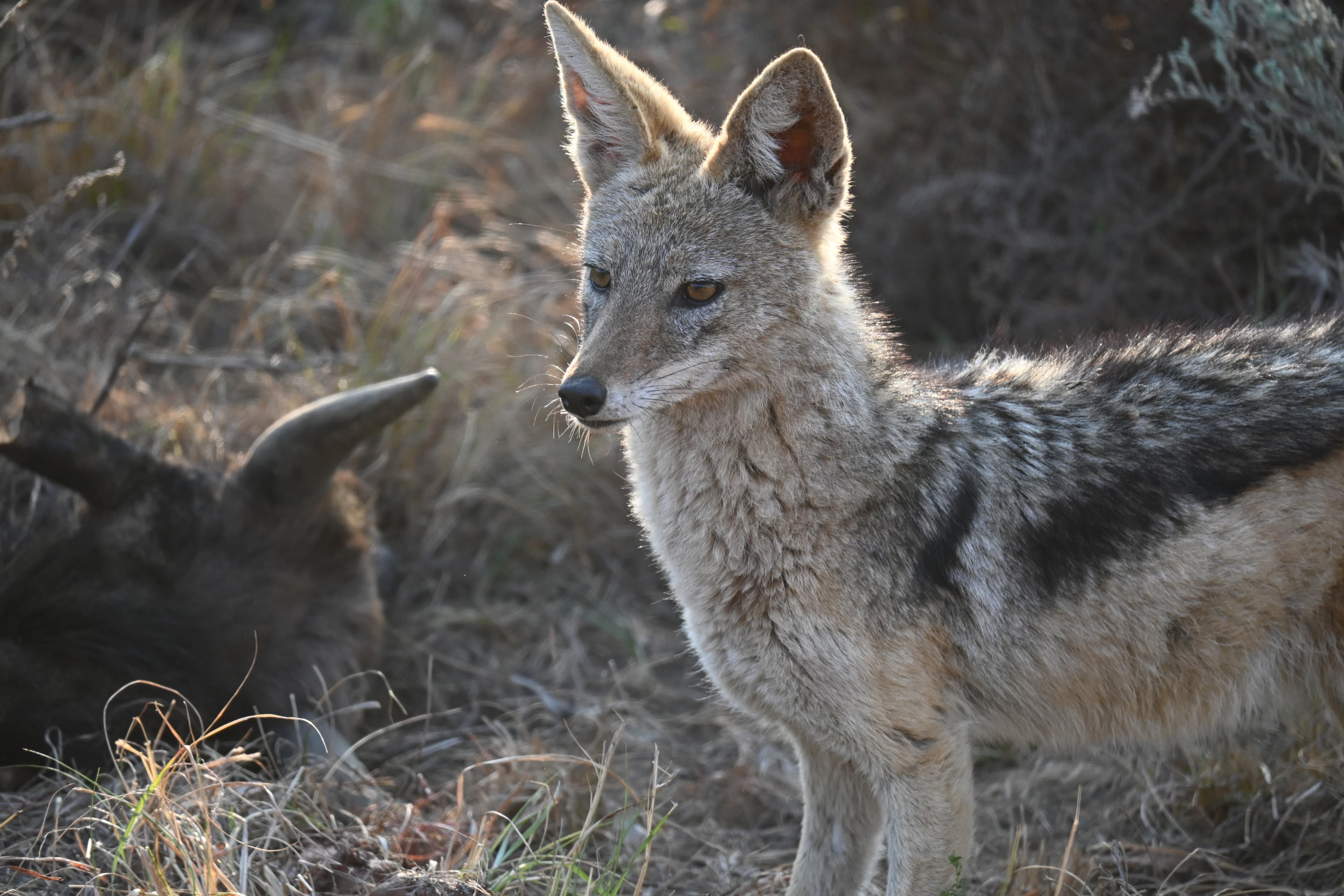 Scenes from Welgevonden Game Reserve