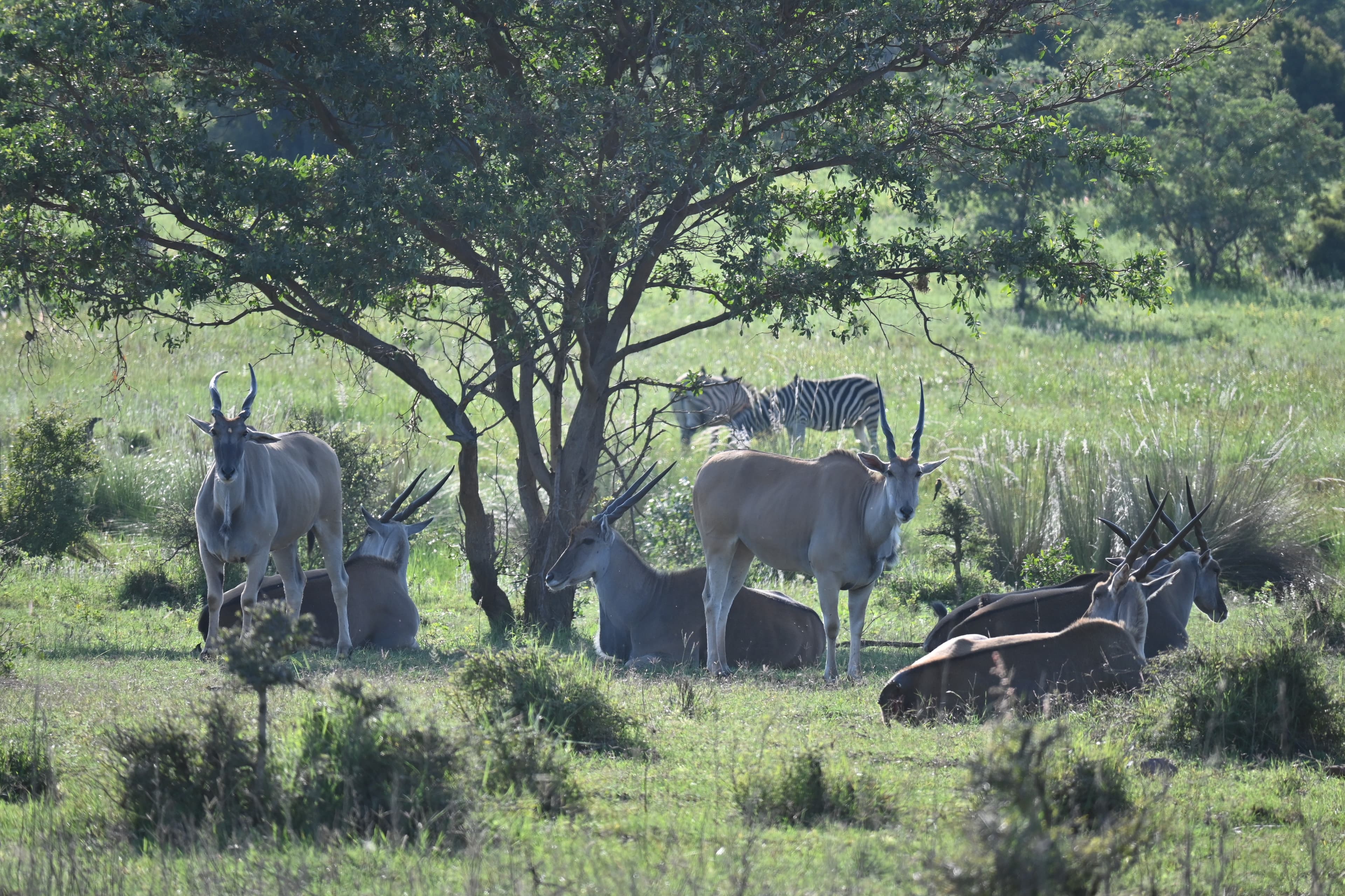 Scenes from Welgevonden Game Reserve