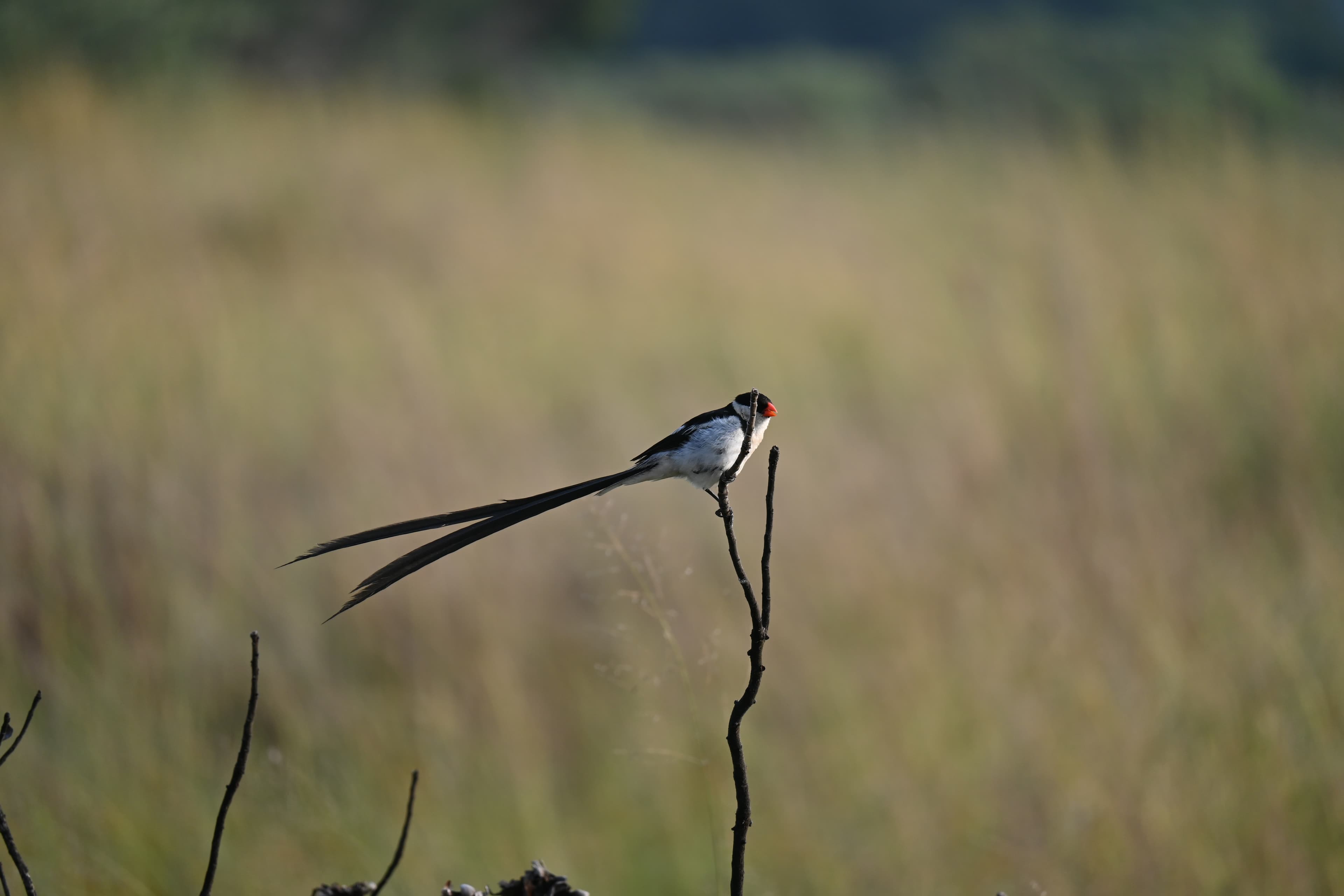 Scenes from Welgevonden Game Reserve
