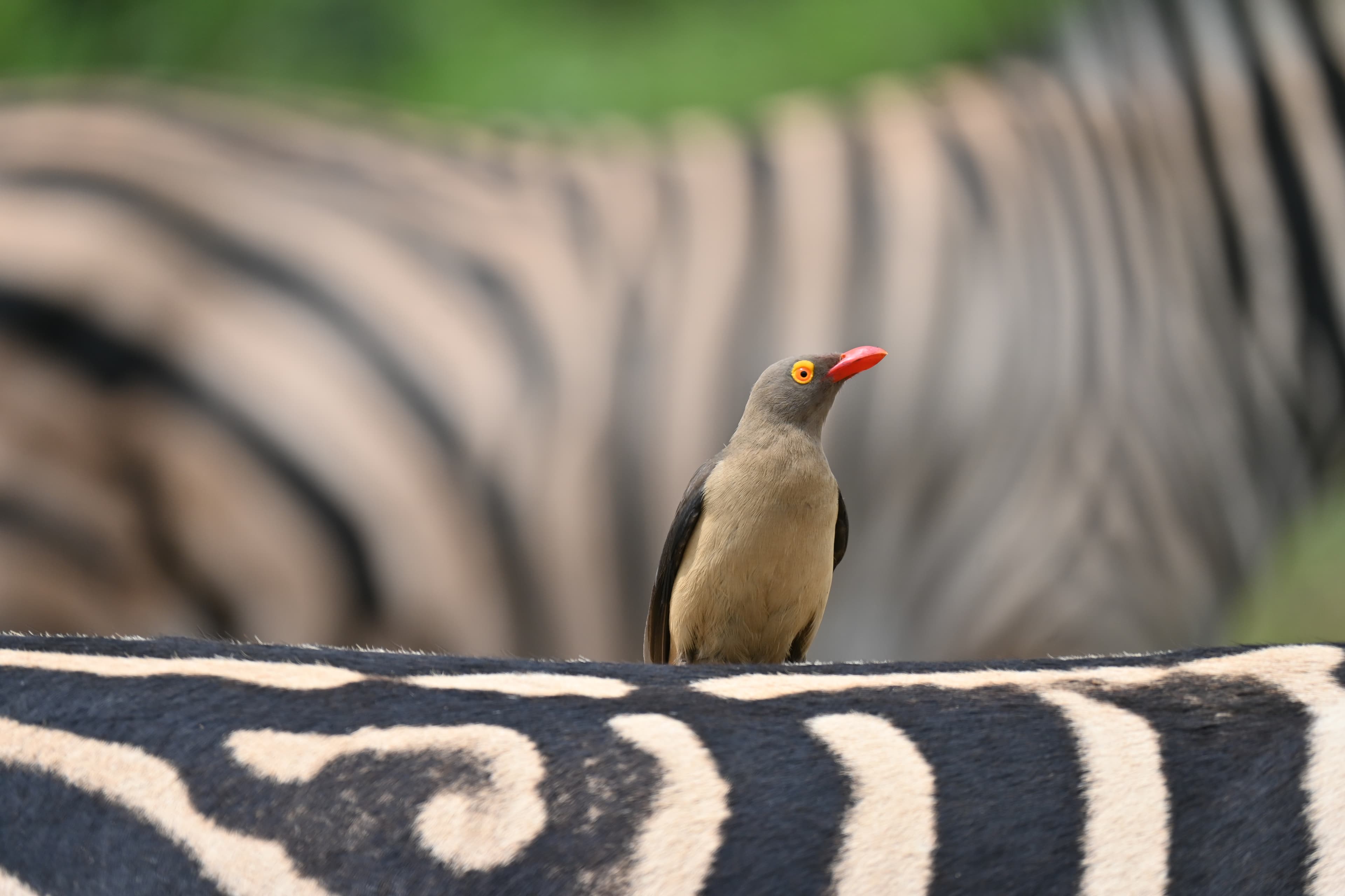 Scenes from Welgevonden Game Reserve