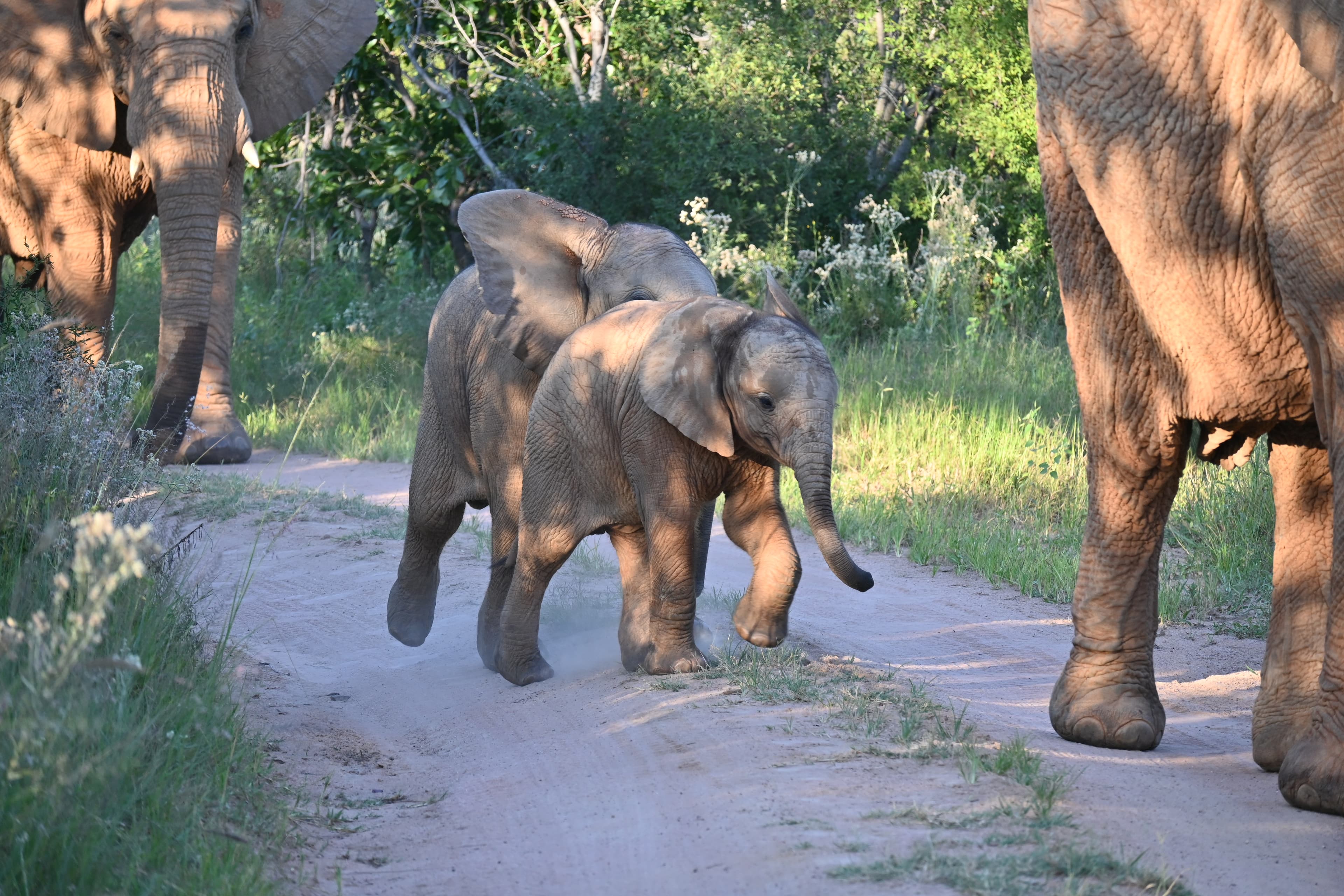 Scenes from Welgevonden Game Reserve