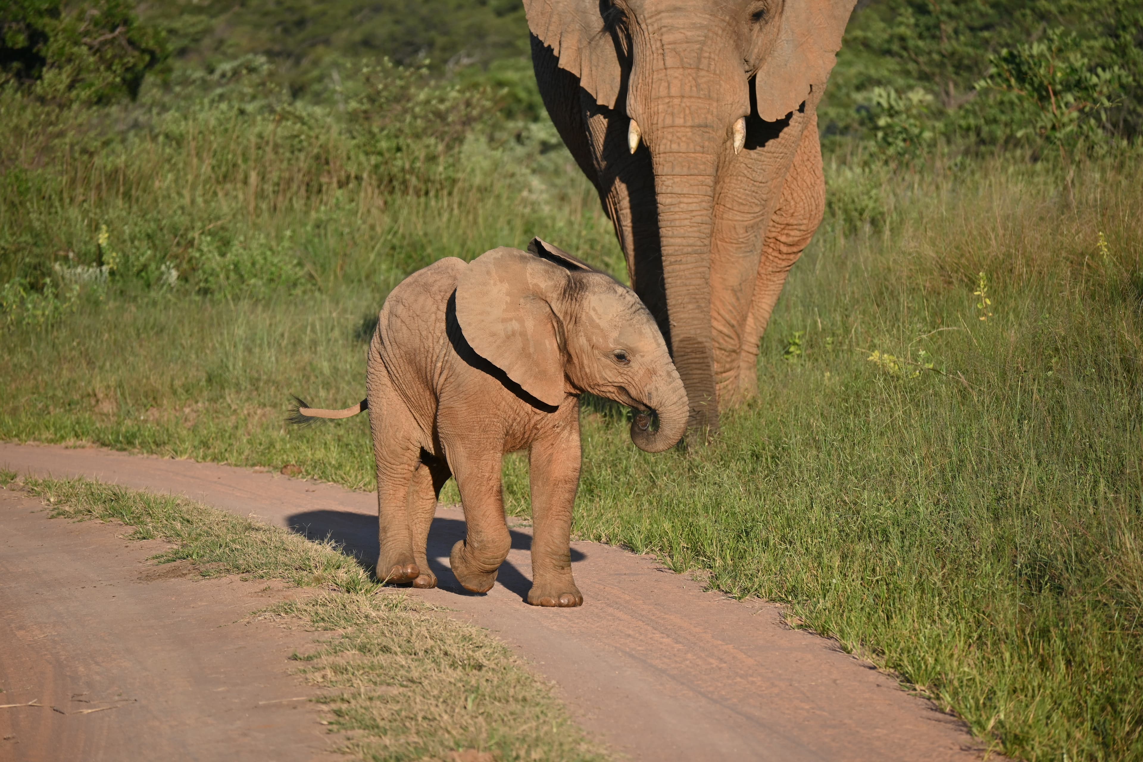 Scenes from Welgevonden Game Reserve