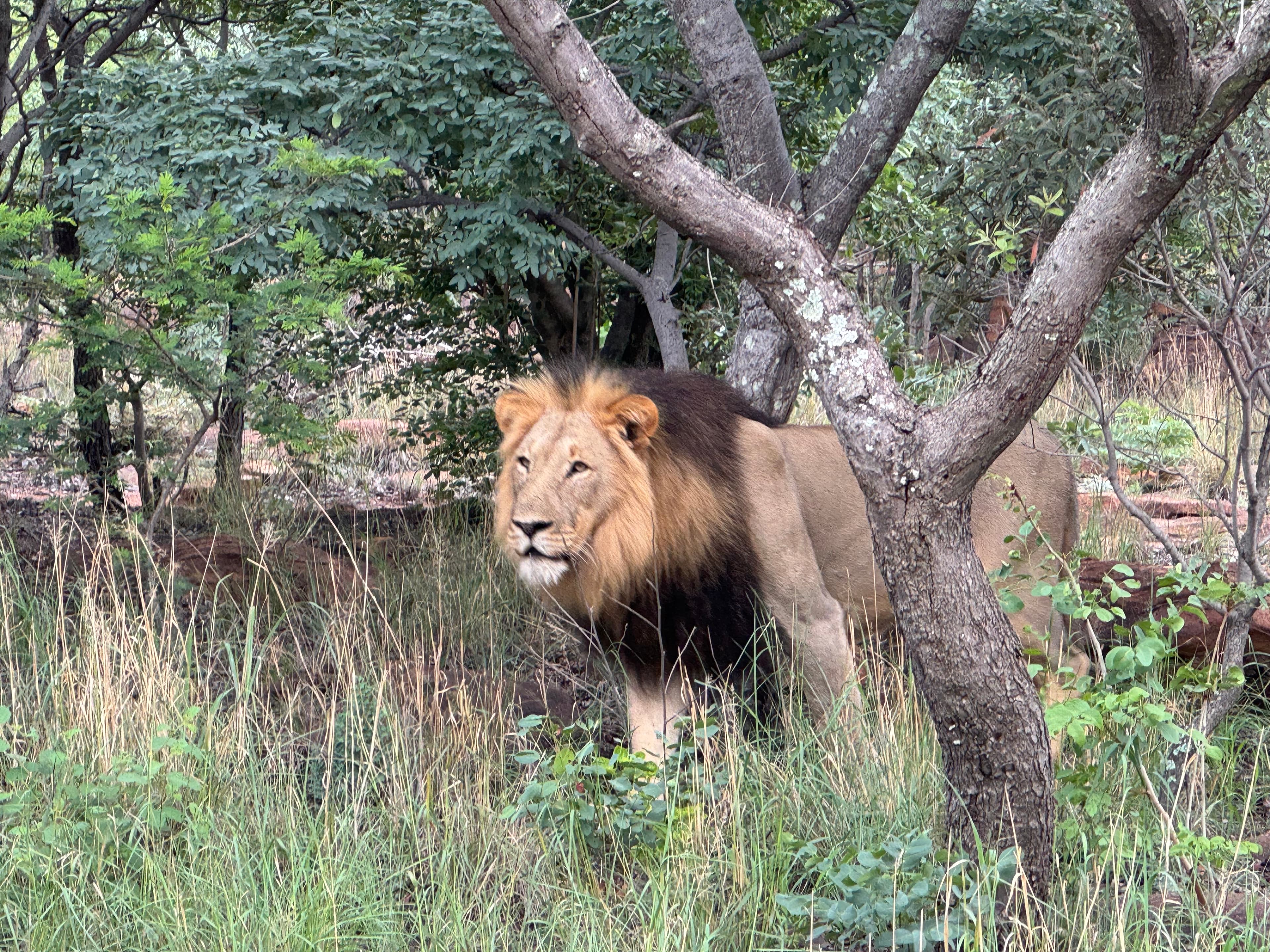 Scenes from Welgevonden Game Reserve