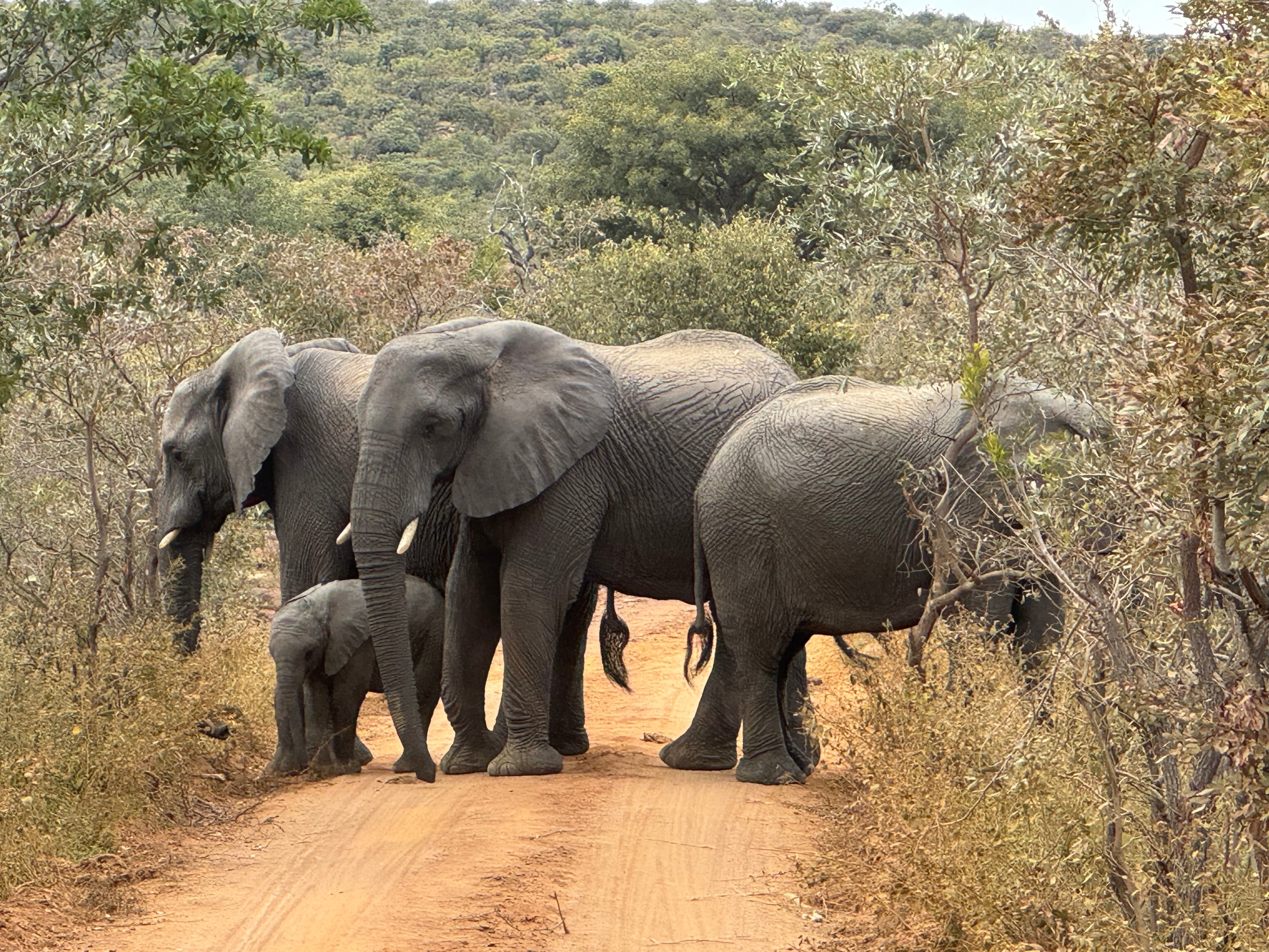 Scenes from Welgevonden Game Reserve