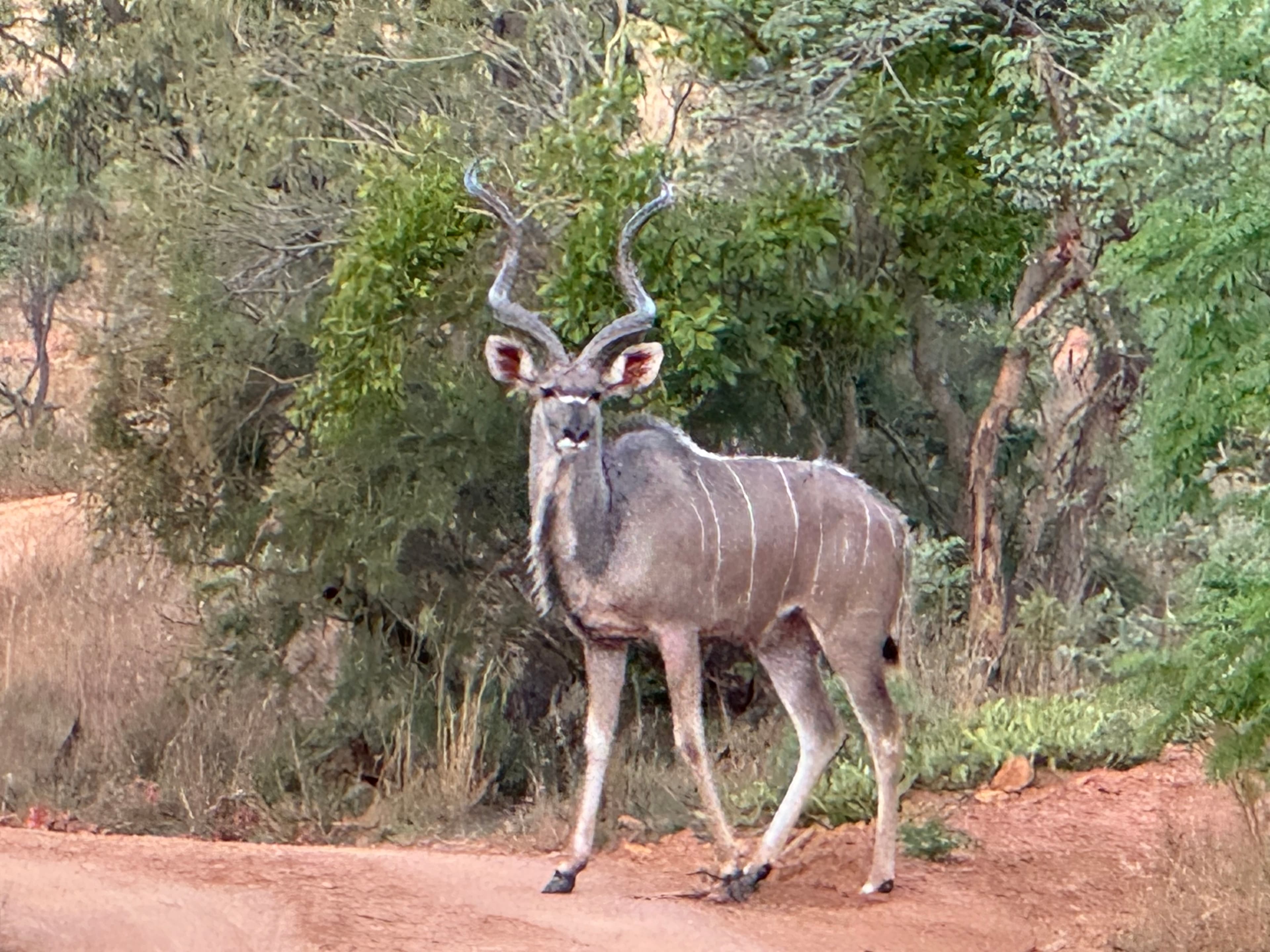 Scenes from Welgevonden Game Reserve