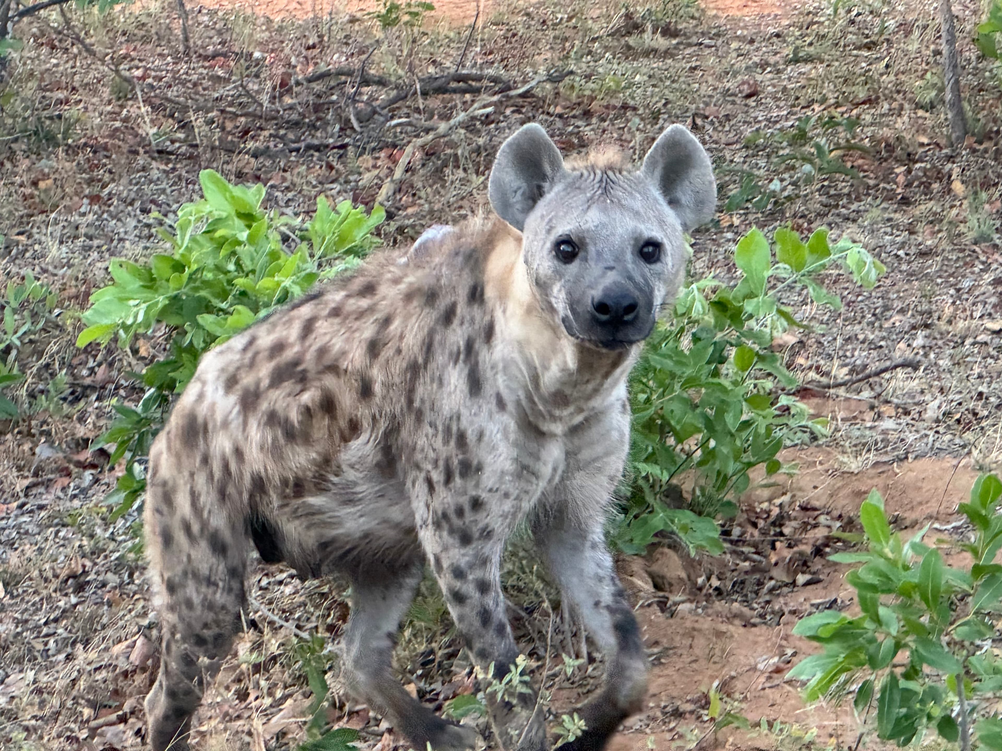 Scenes from Welgevonden Game Reserve