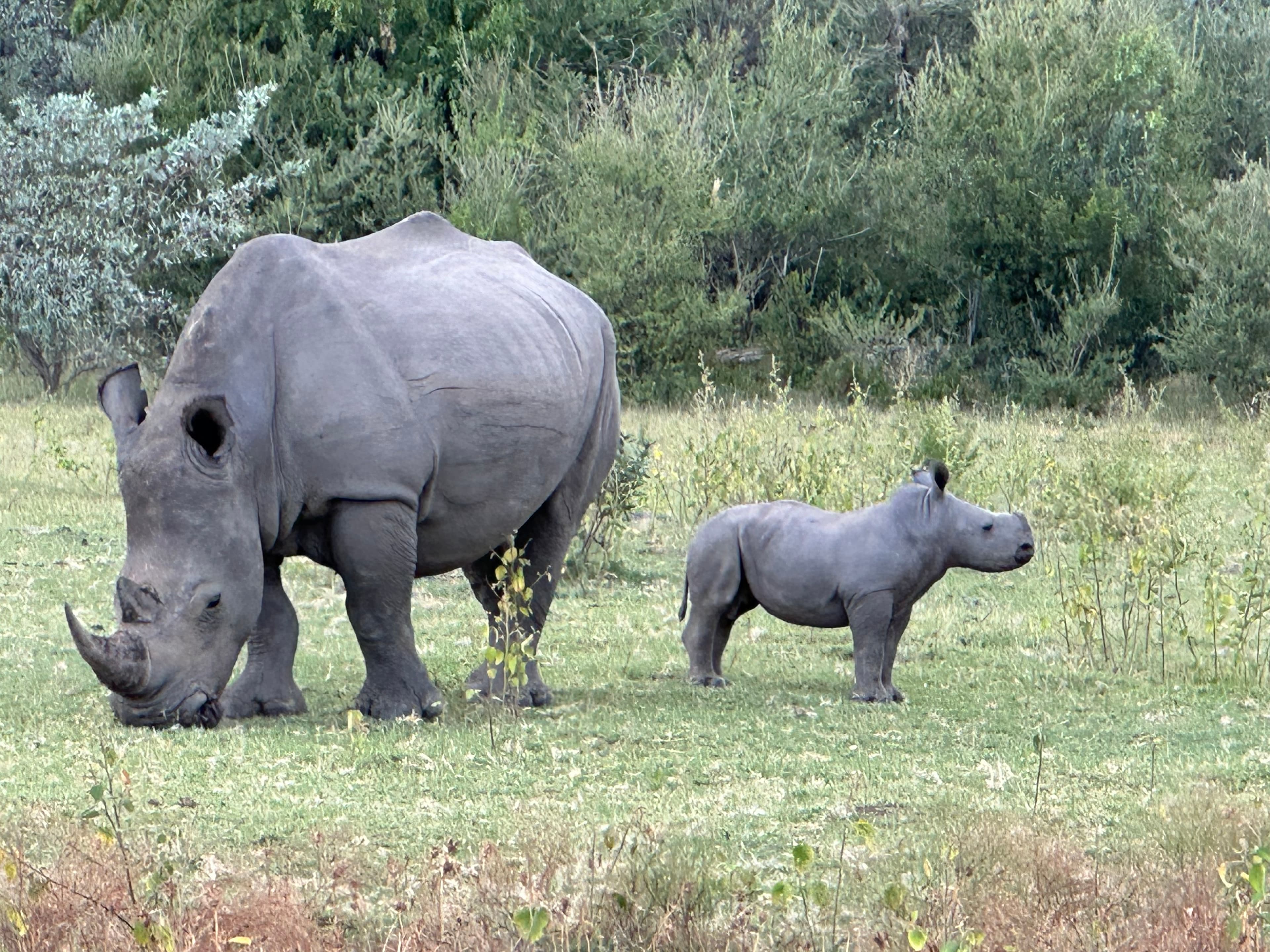 Wildlife and open landscapes in Welgevonden
