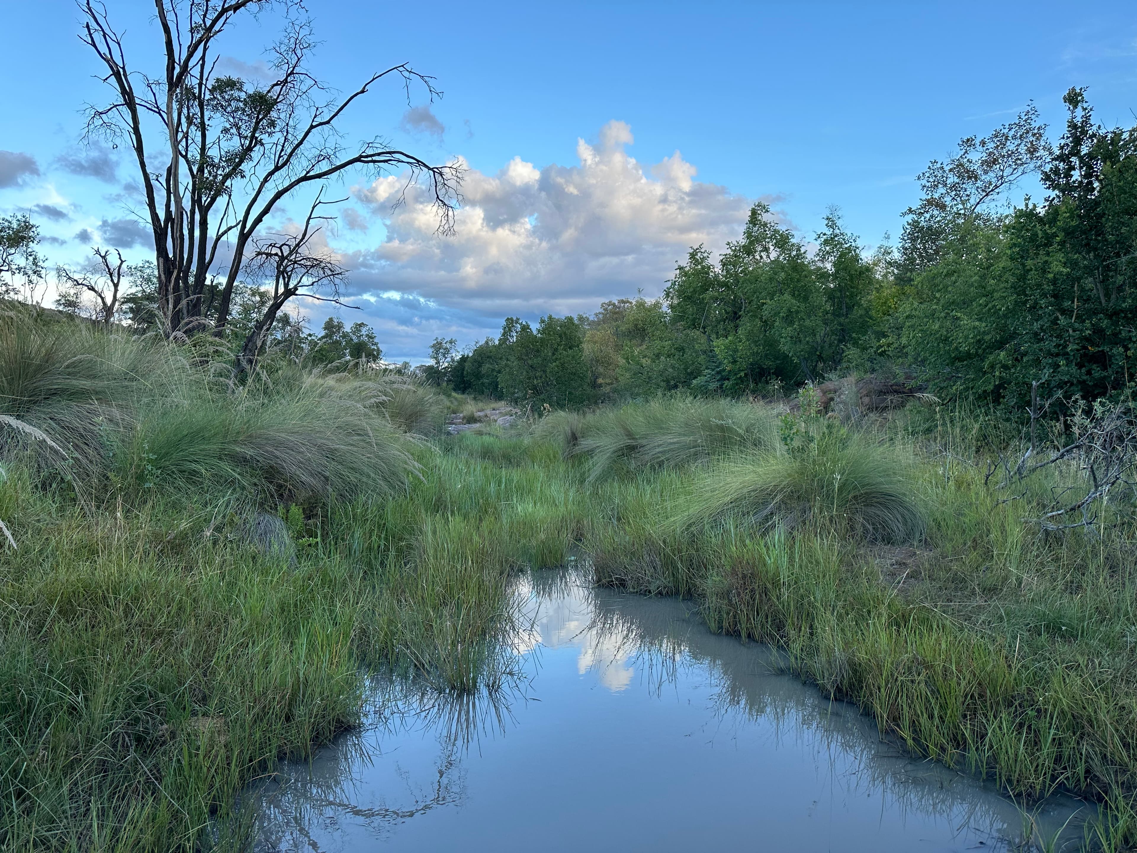 Scenes from Welgevonden Game Reserve