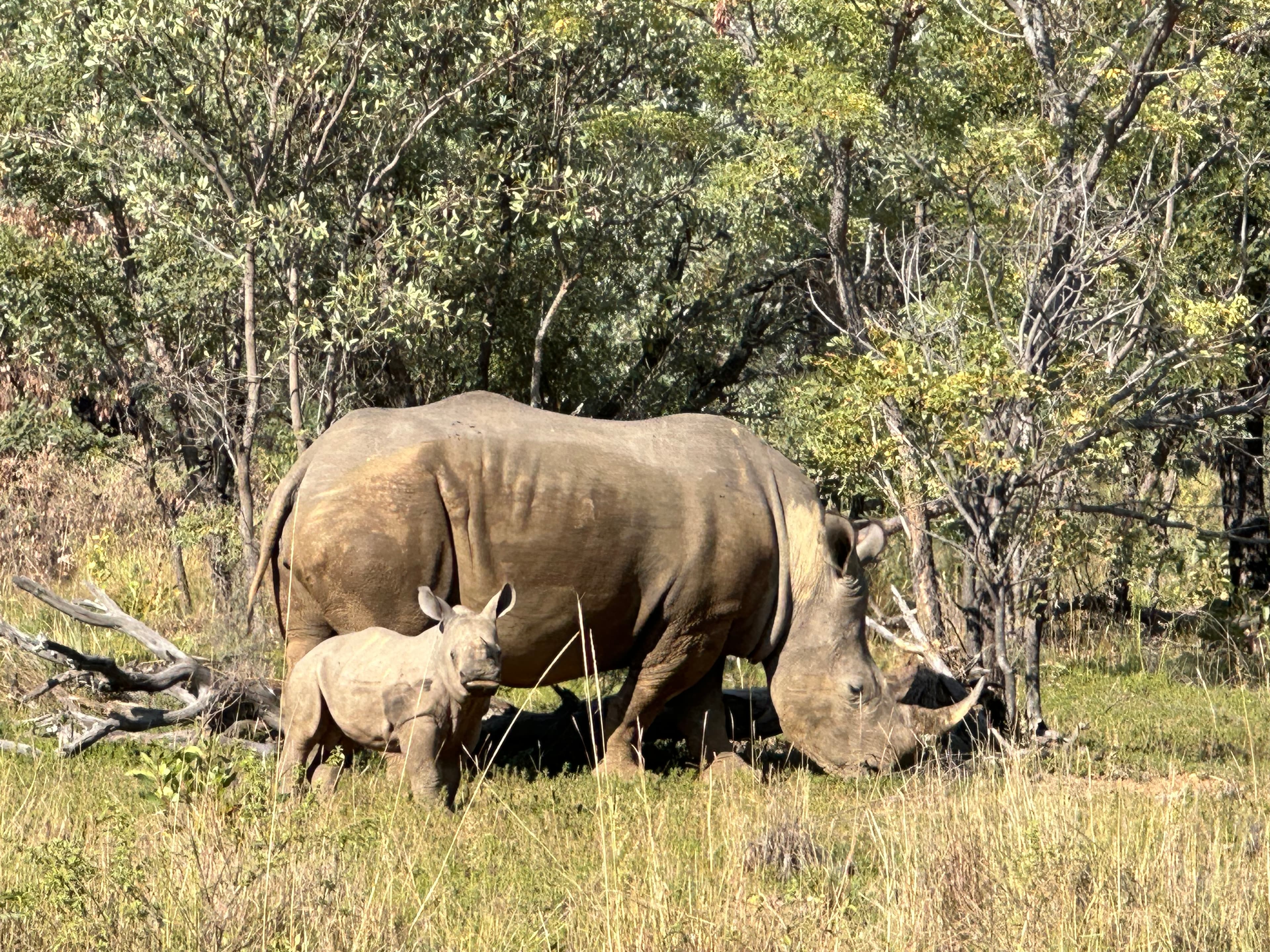 Scenes from Welgevonden Game Reserve