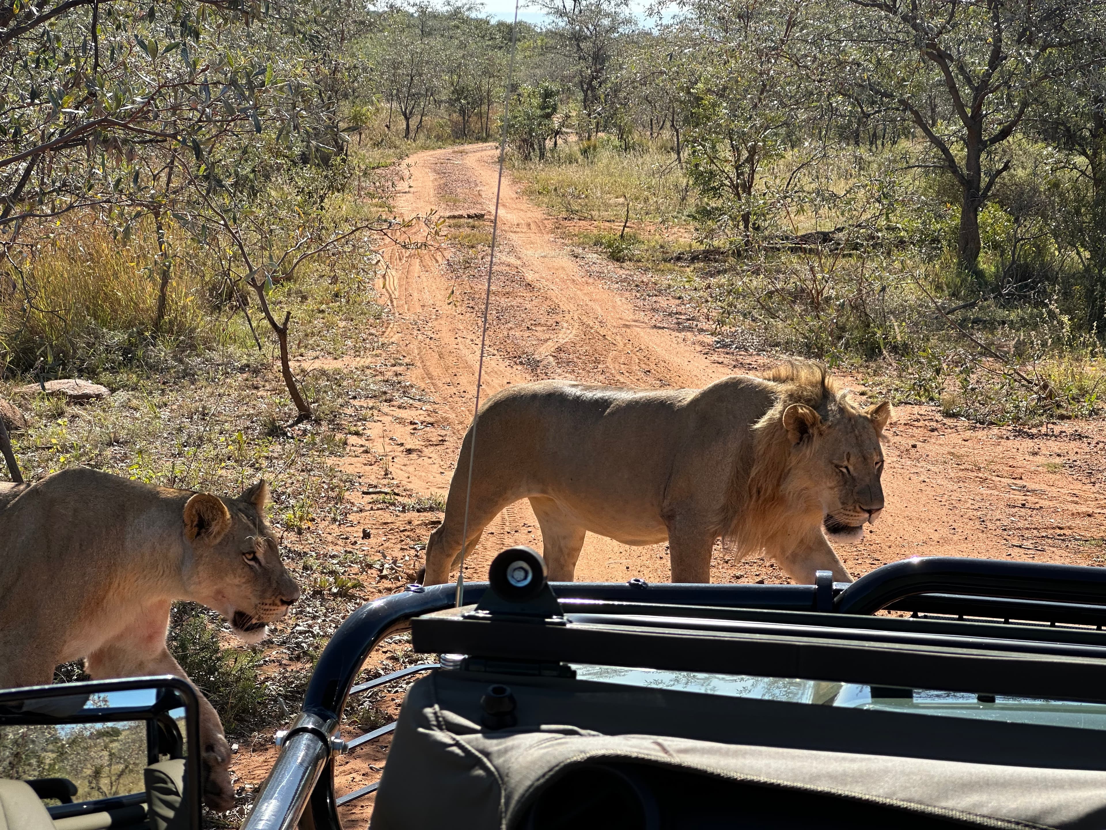 Scenes from Welgevonden Game Reserve