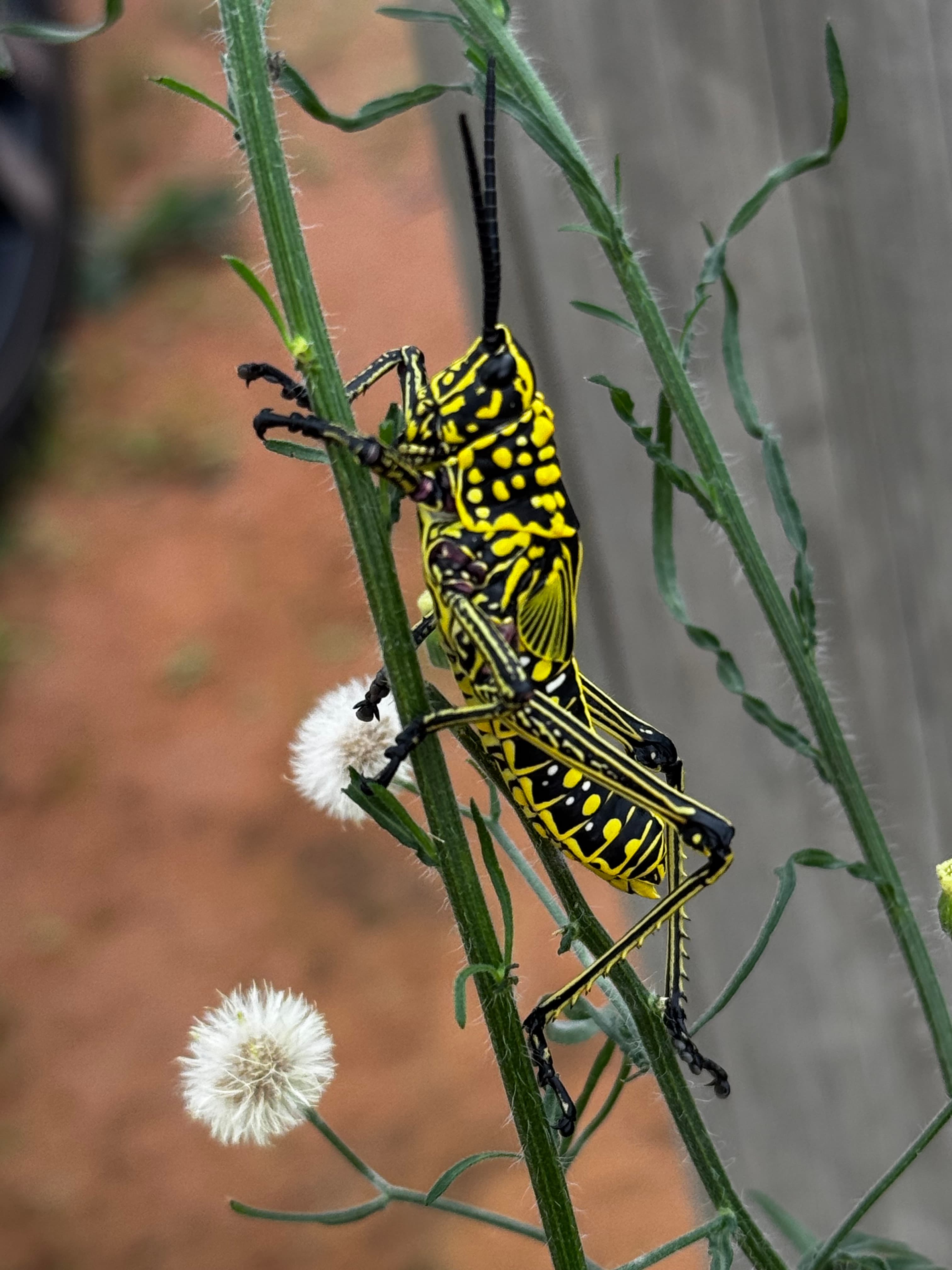 Scenes from Welgevonden Game Reserve