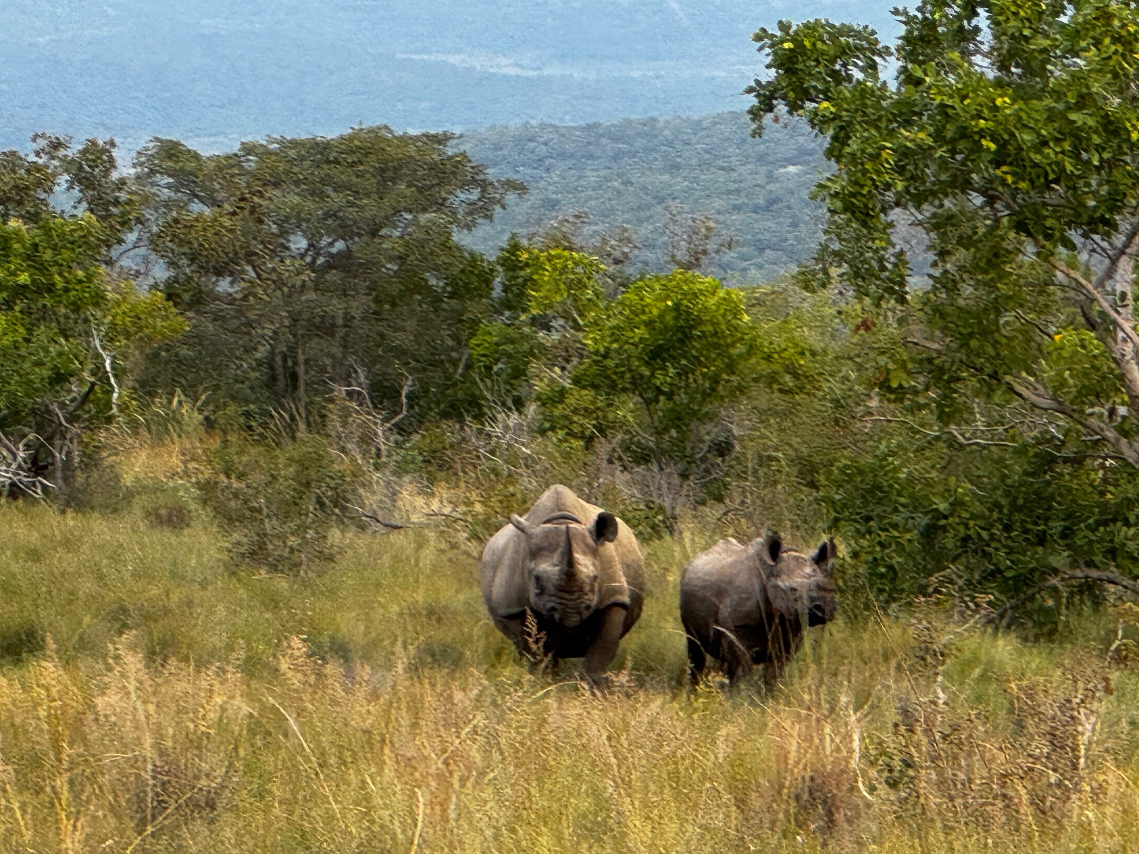 Scenes from Welgevonden Game Reserve