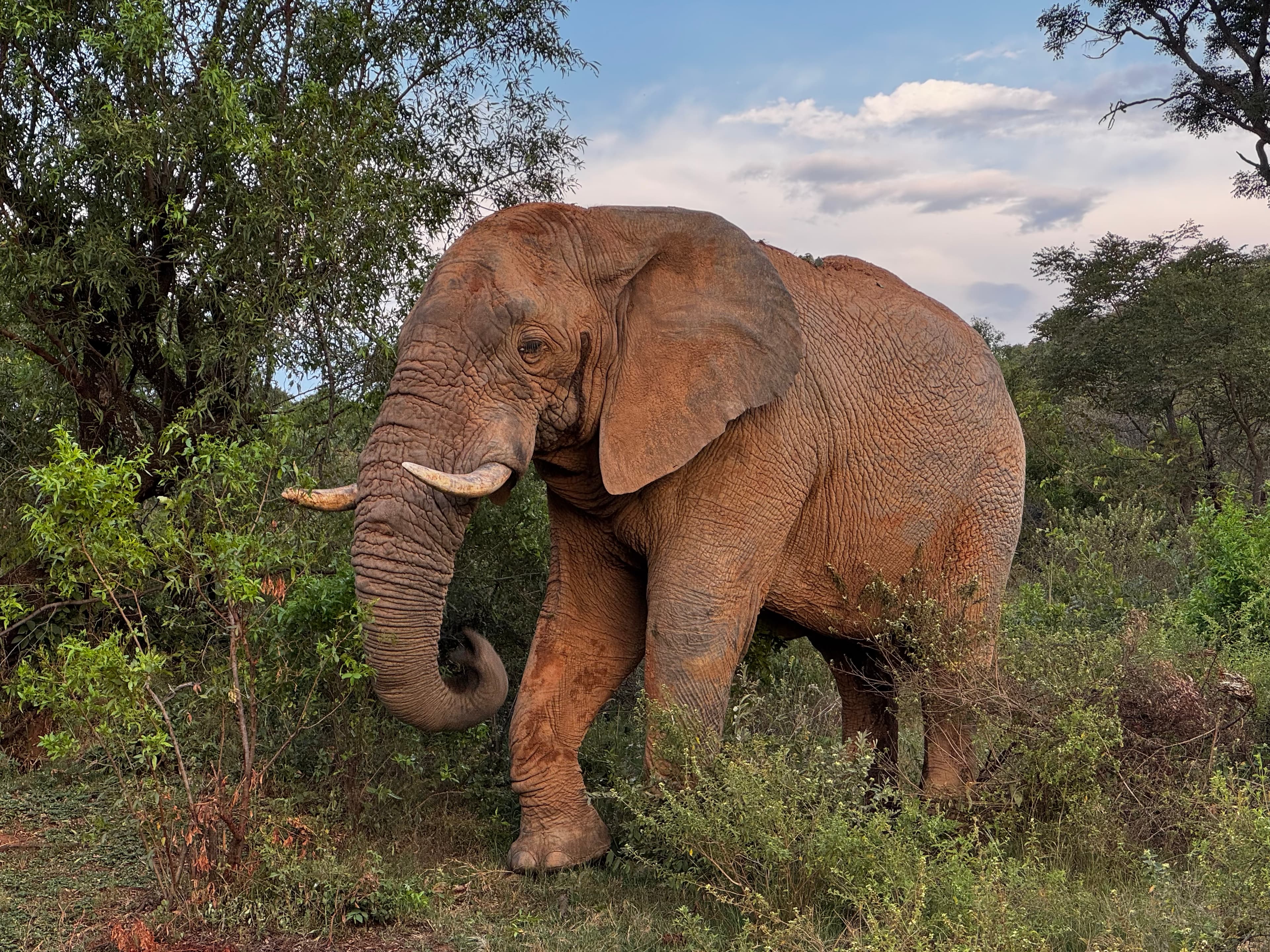 Scenes from Welgevonden Game Reserve