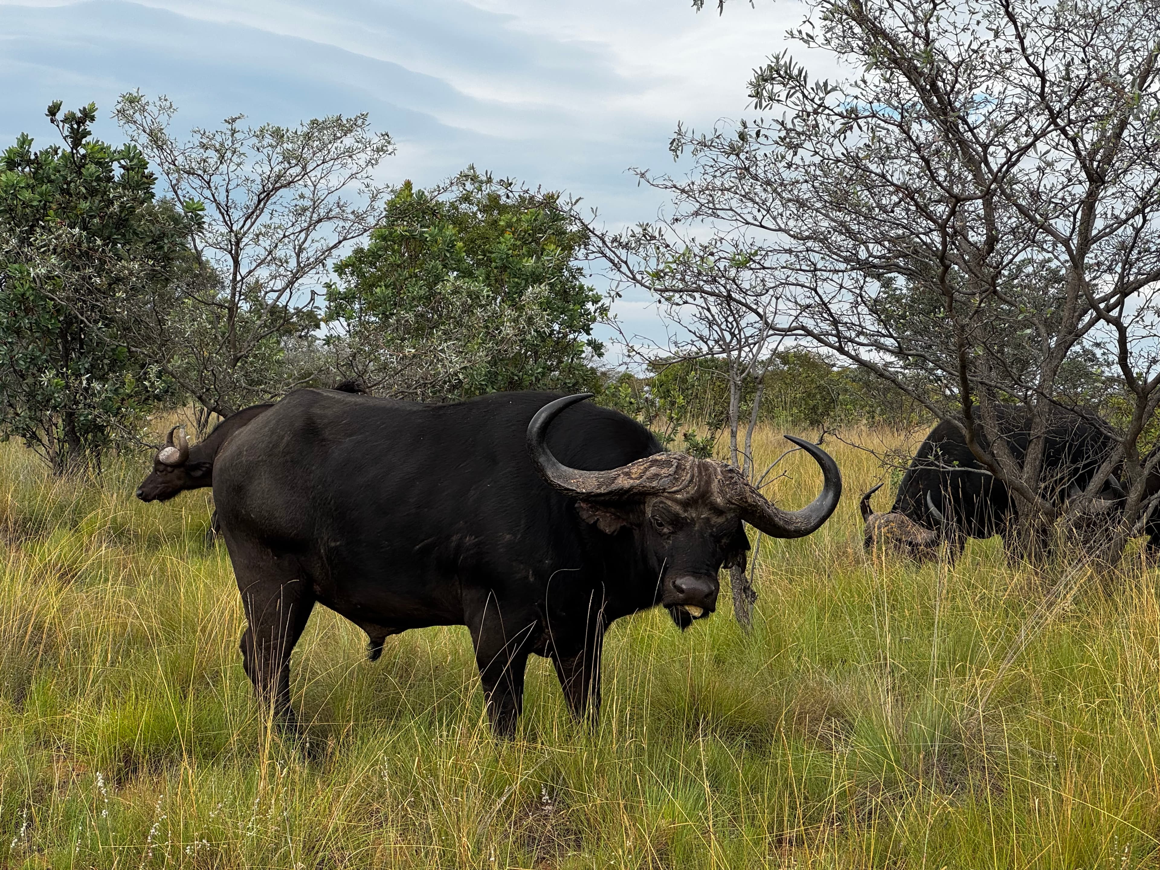 Scenes from Welgevonden Game Reserve