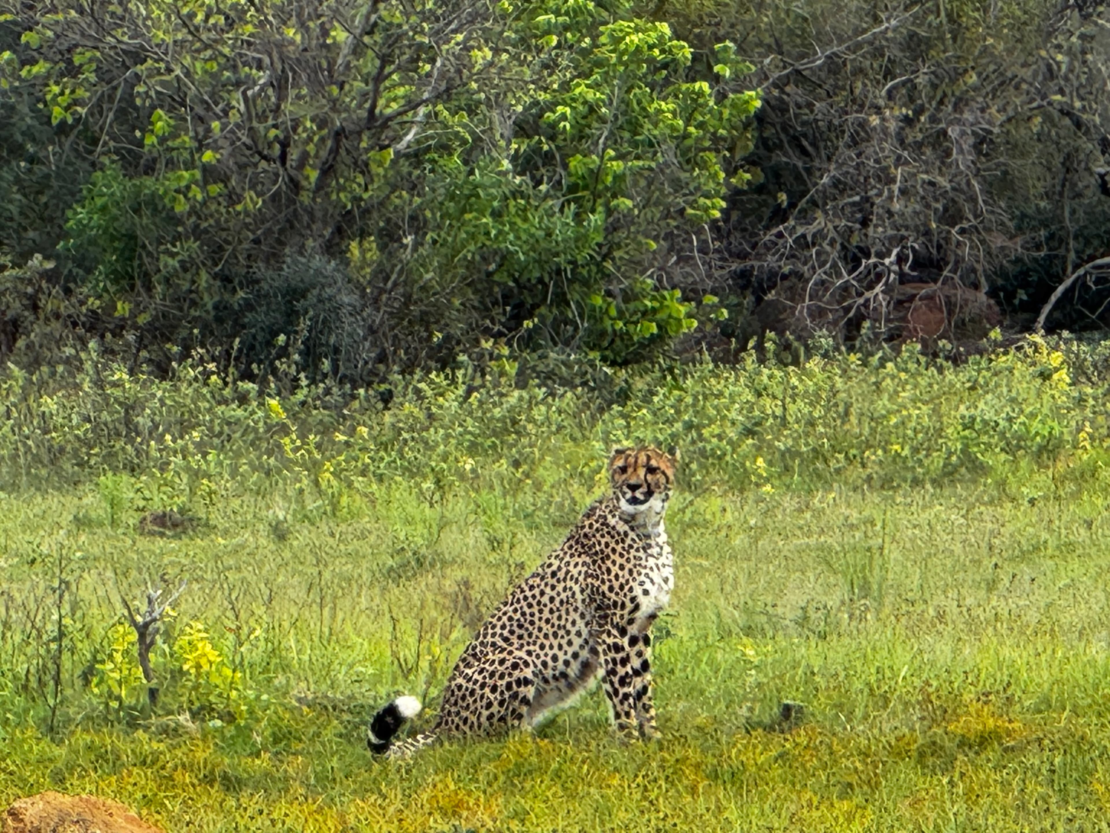 Scenes from Welgevonden Game Reserve