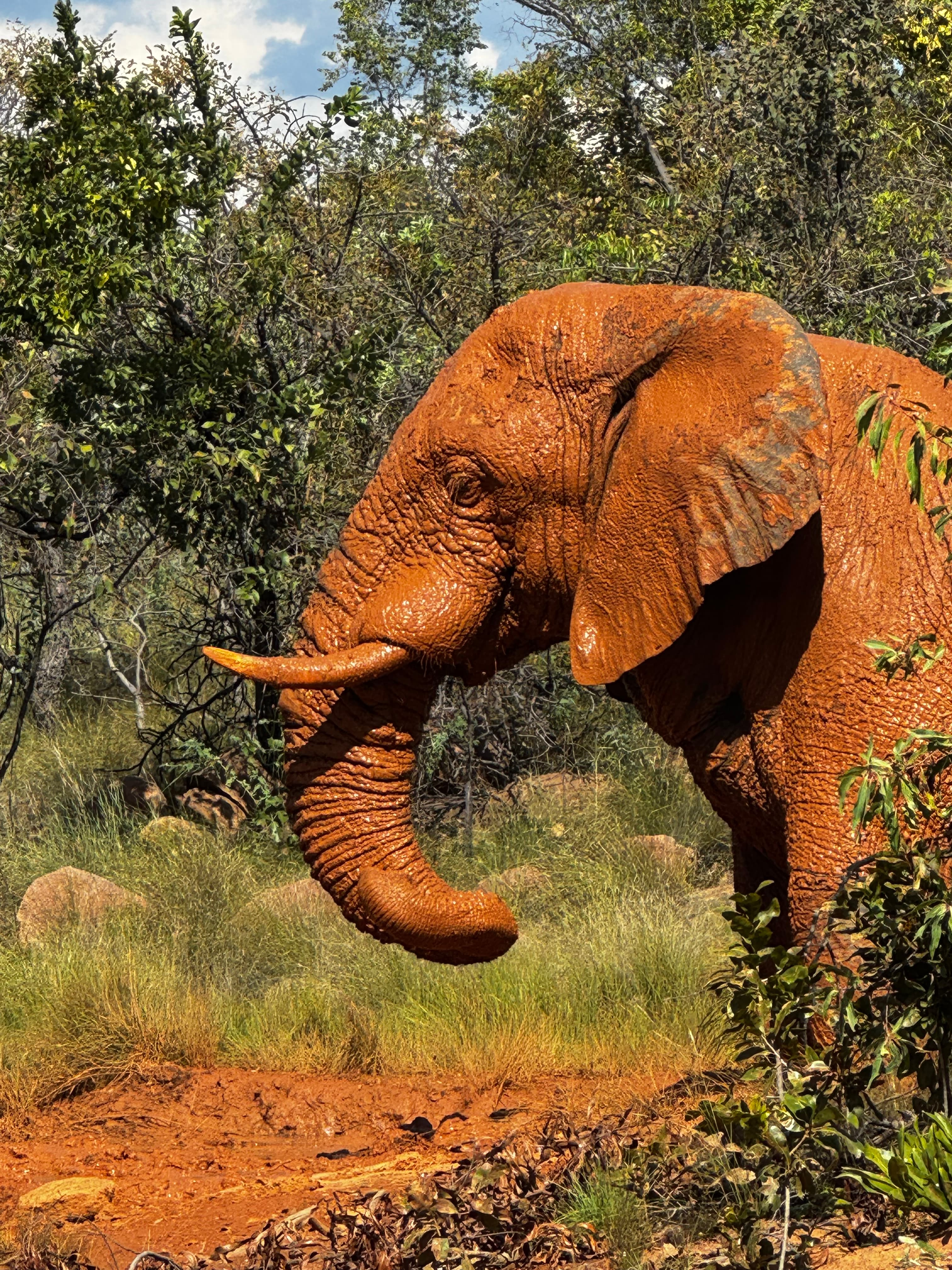Scenes from Welgevonden Game Reserve