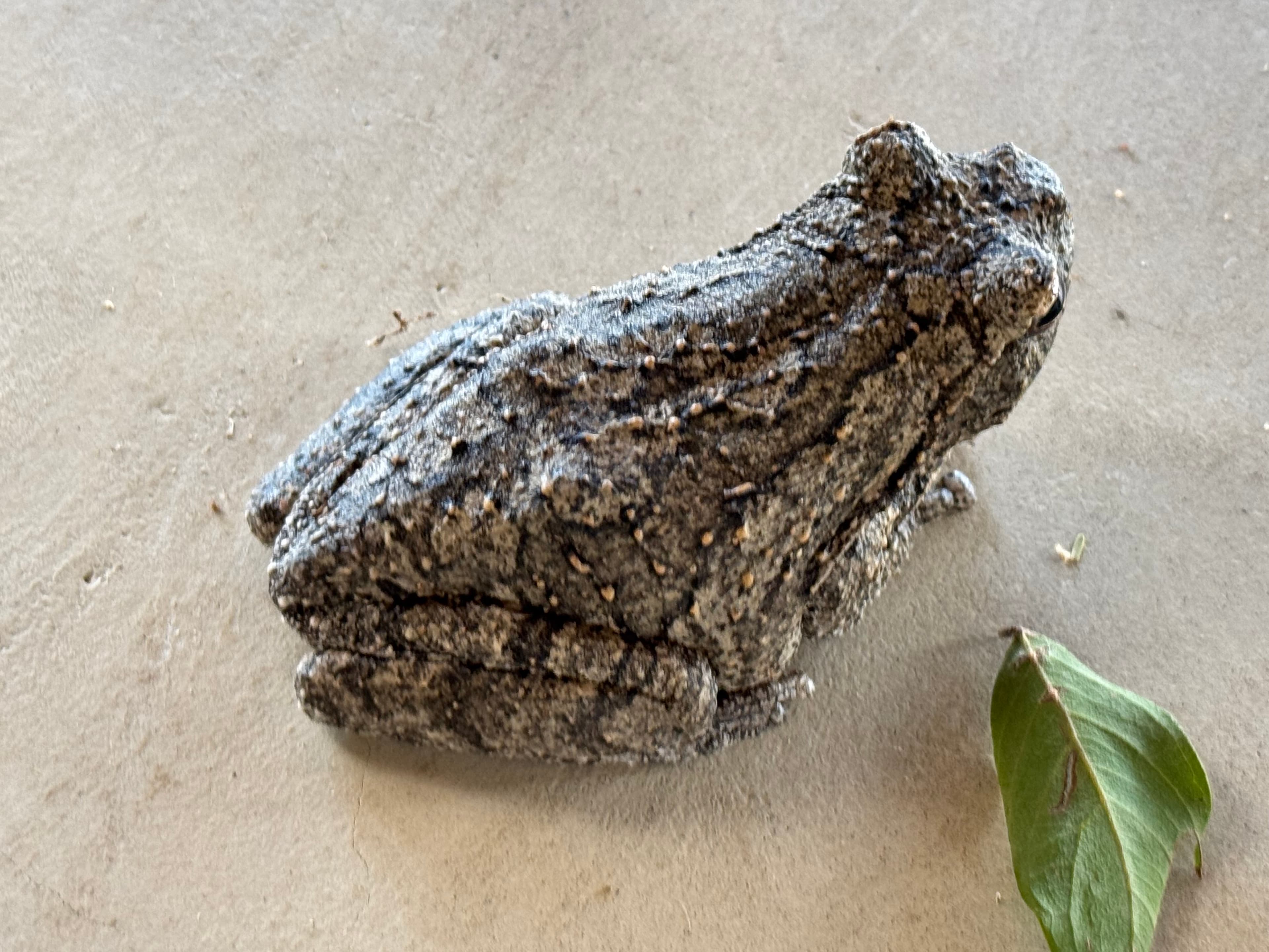 Scenes from Welgevonden Game Reserve