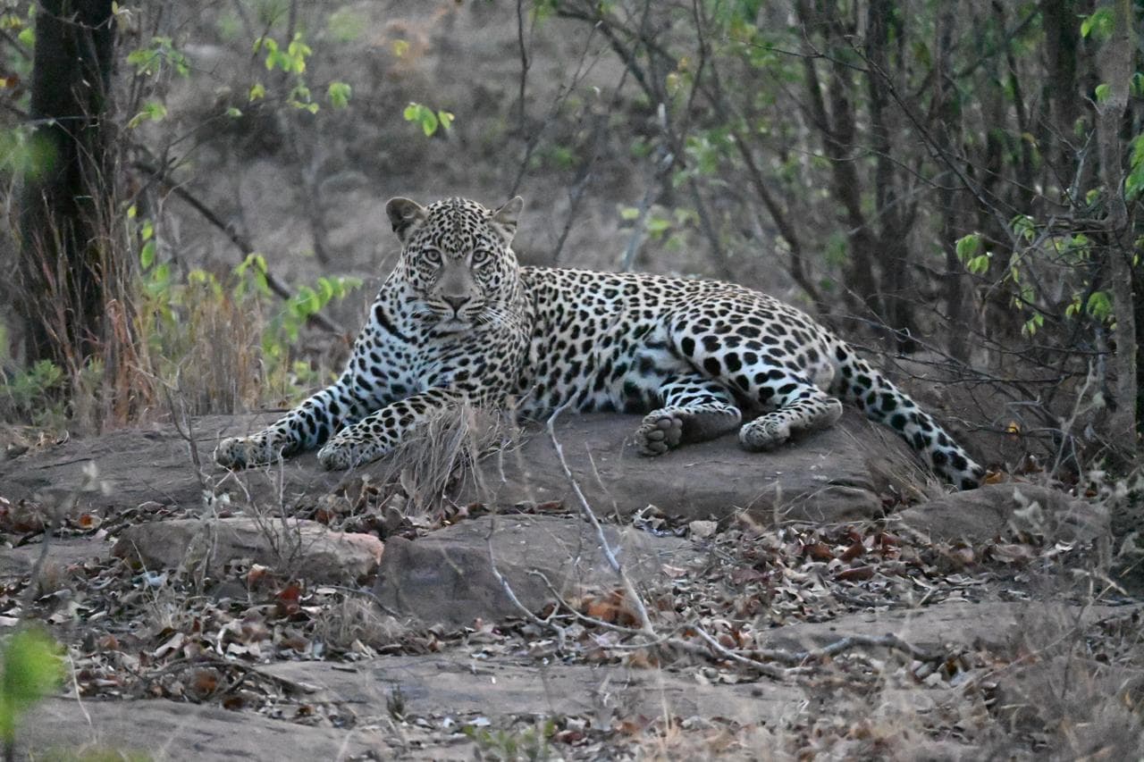 Leopard in Welgevonden Game Reserve