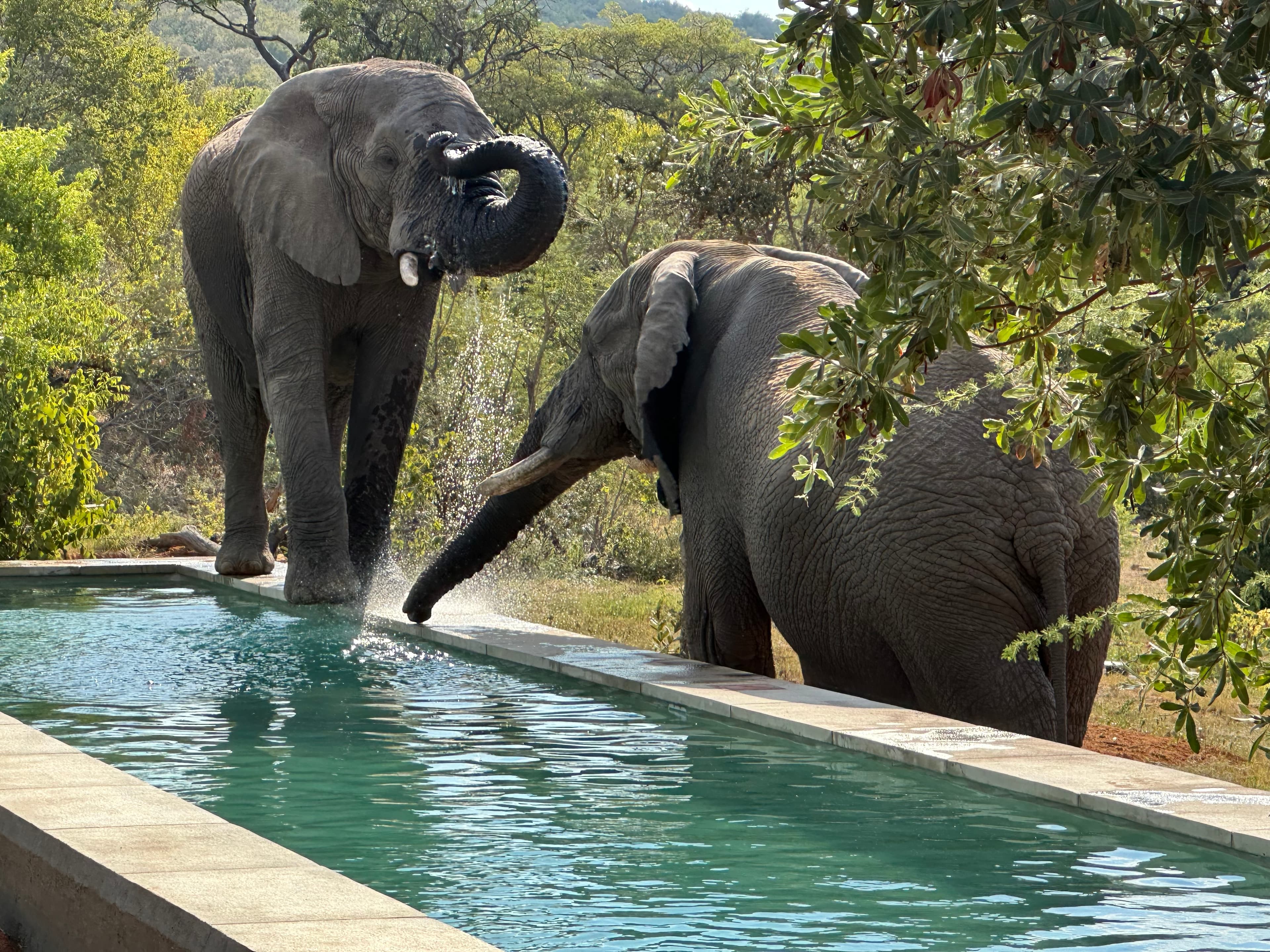 Elephants by the pool at PulaHouse
